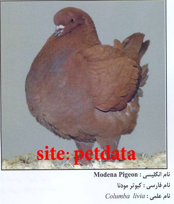 کبوتر گوشتی مودنا